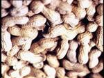 peanut allergies can be deadly