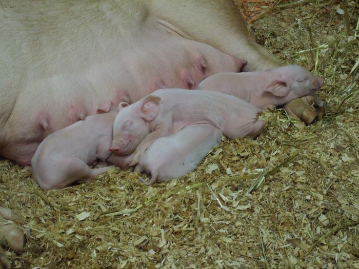 nursing piglets