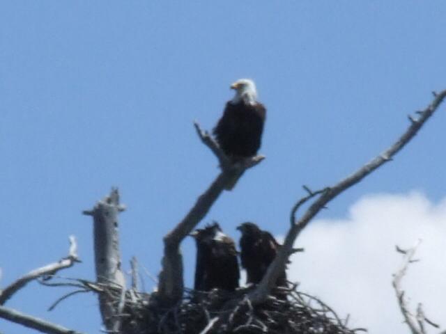 Eagle with Babys in Nest