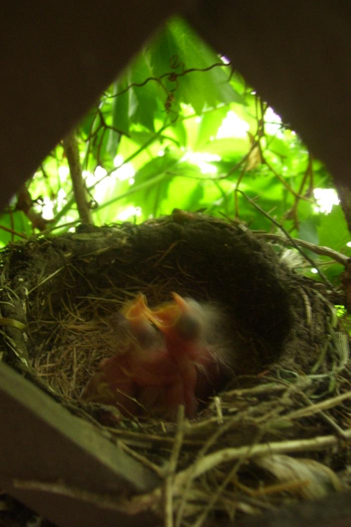 Robins nest in our backyard last year