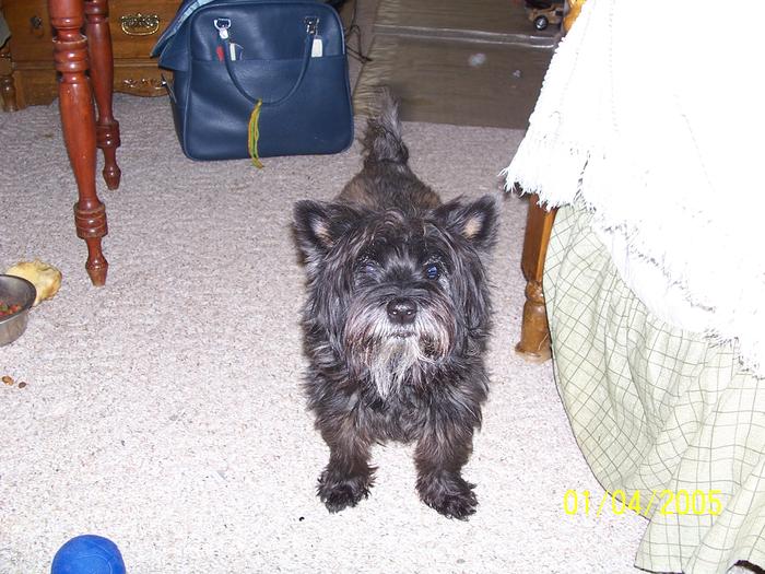 NELLIE, My rescued Cairn terrier. She is about 12 yrs old.