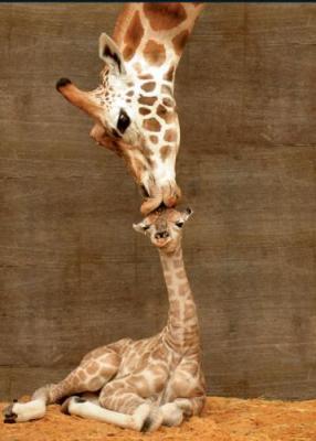 Muma and Baby Giraffe        (I love this picture!)