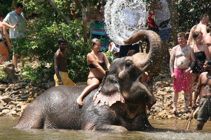 Elephant shower india