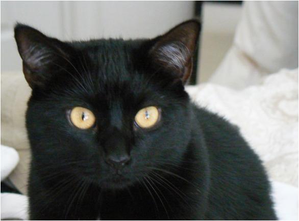 Midnight, my fat black cat