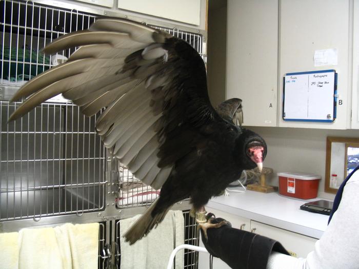 Ruby the vulture
