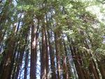 Redwoods...almost too large to photograph