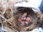 baby wrens that hatched 3/29 - the nest is in my son's shoe.