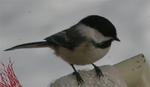 Black-Capped Chickadee, or as I call it "The Ha Ha Bird" !!