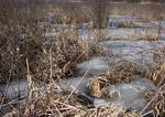 Thawing Marsh !! Soon this place will be Screaming with Peepers !! ( Little frogs)