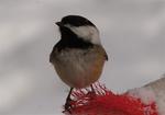 A Chickadee can recall thousands of places it hides food.
