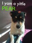 Who doesn't love putting pear stickers on their dog's head?!