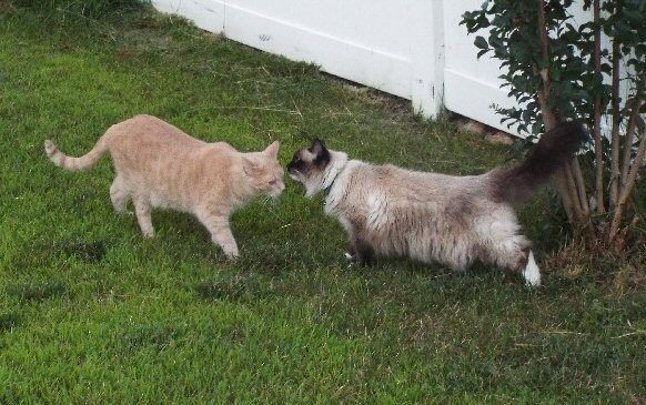 Mr Buff and Miss Blue greeting each other in the backyard on 14 July 2019.