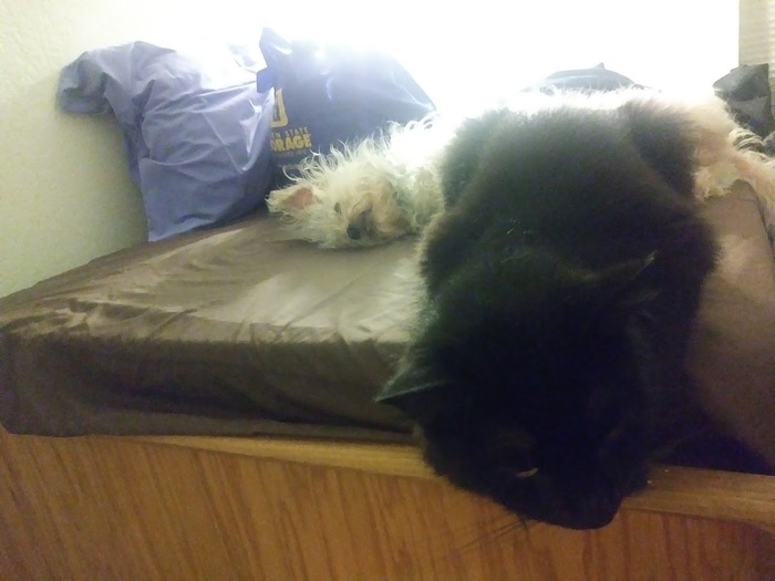 Cat and Dog Napping/snoozing