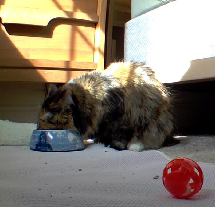 This is much of what we see on the kitty cam. She really likes the Fancy Feast gravy food.