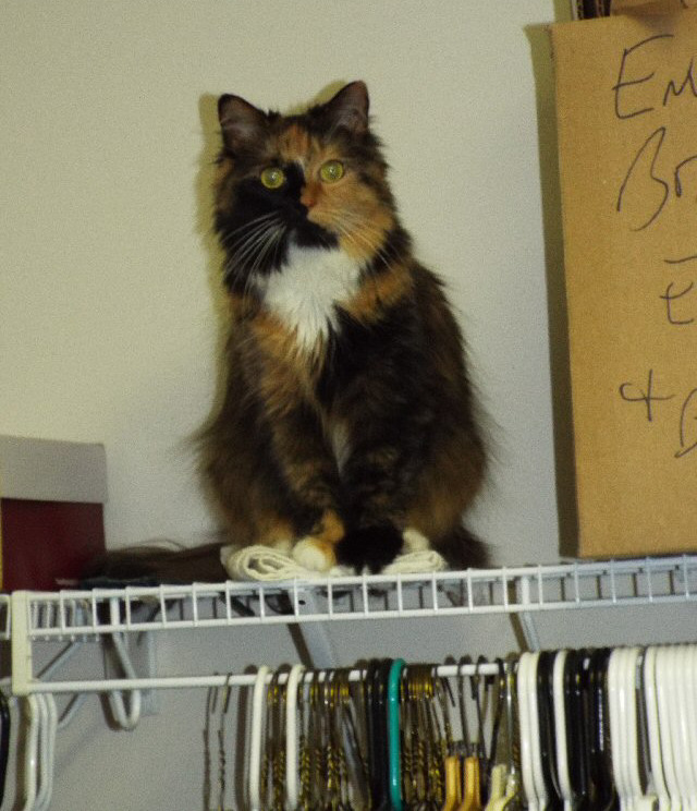 Phoenix atop the shelf over the clothing rack in the walk in closet.