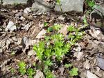 what i was searching for sweet woodruff