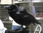 Aristophanes, ed bird (raven)