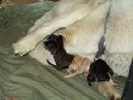 First 4 puppies