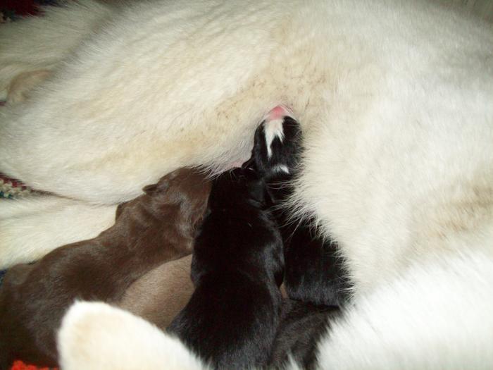 The next morning, the one with the black and white face is the runt