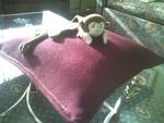 The Monkey Receiving Royal Treatment!!!  :)