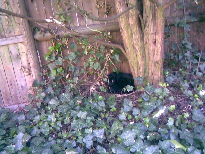 Unexpected litter of kittens in my garden! (so young, I didn't want to get too close)