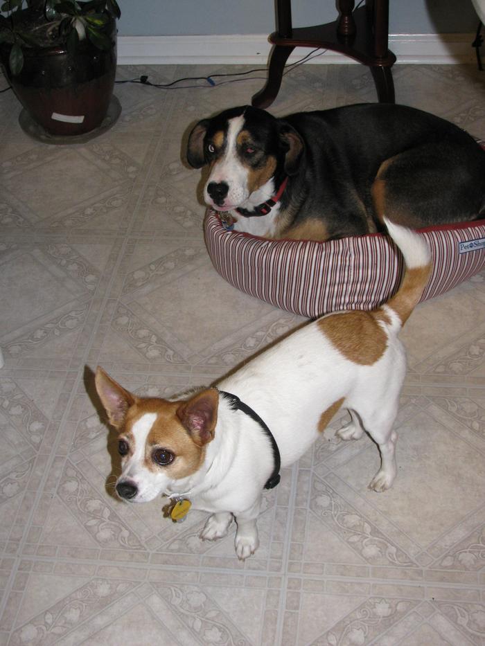 Connor and Taffy, his cousin who is laying in his small bed.