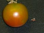 Check out the kidney stone compared to a tomato!