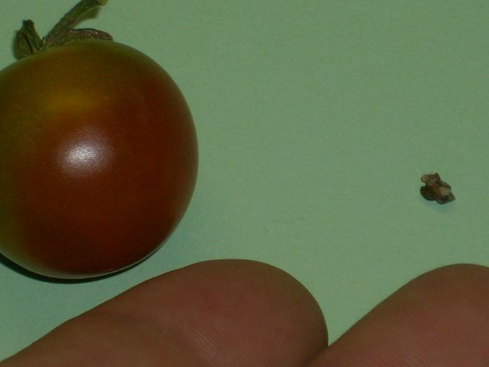 Just kidding, the tomato was a cherry tomato!