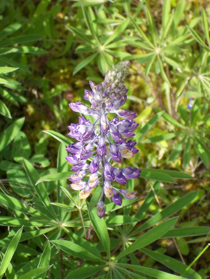 Kincaids Lupine (an ESA listed endangered plant species)