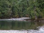 Clear Fork of the Cowlitz River; doing spawning surveys