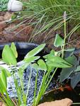 Koi pond - water hyacinth