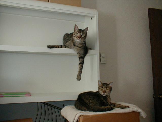 My 2 Cats Mr.Kitty Top Shlf. And Junebug, my little show-off girl!