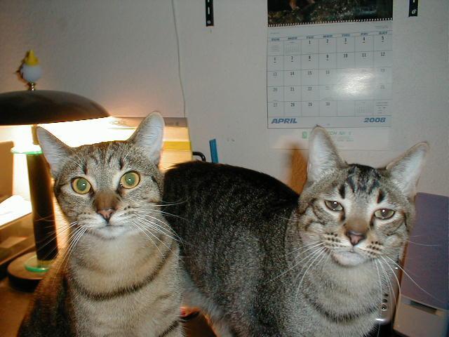 June Bug & Mr. Kitty-My De-stressor Cats...love them bunches!