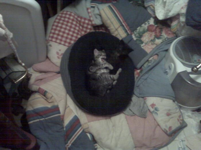 kittehs in a basket
