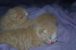 The triplets - garfield,cookie and simba