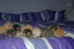 Pile of Kittens :D