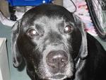 My sasha dog's love of her life our black lab!!