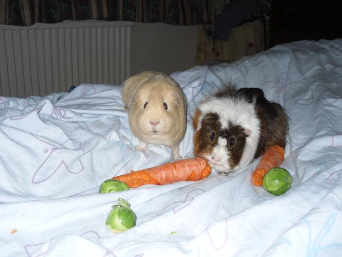 my guinea pigs named after the CSI Miami, Eric and horasheo!