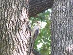 Not sure what kind of Woodpecker this is??