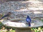 Baby and male Eastern Bluebird