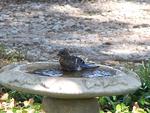 baby bluebird taking a bath