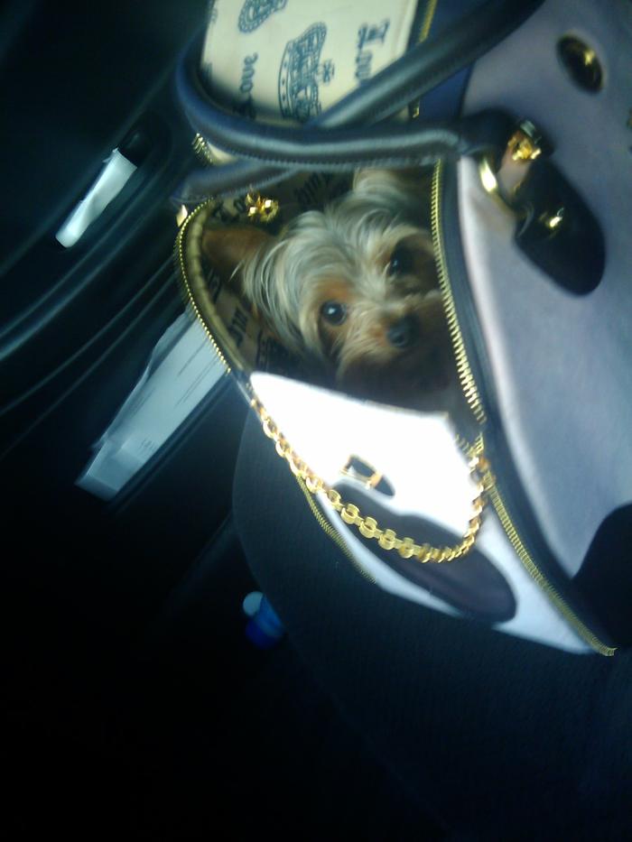 in the mommys purse, doing errands.