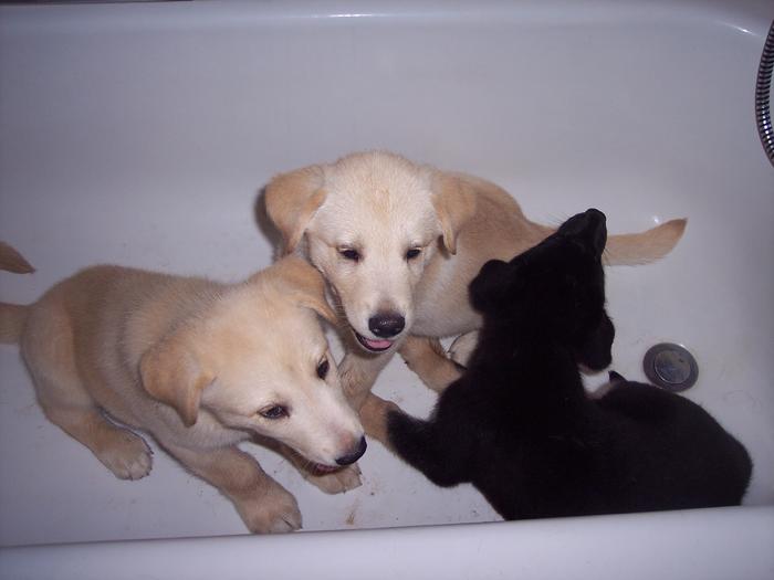 The puppies, right before we sold them all :( 